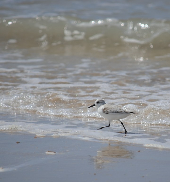 Correlimos tridaptilo correteando en la playa