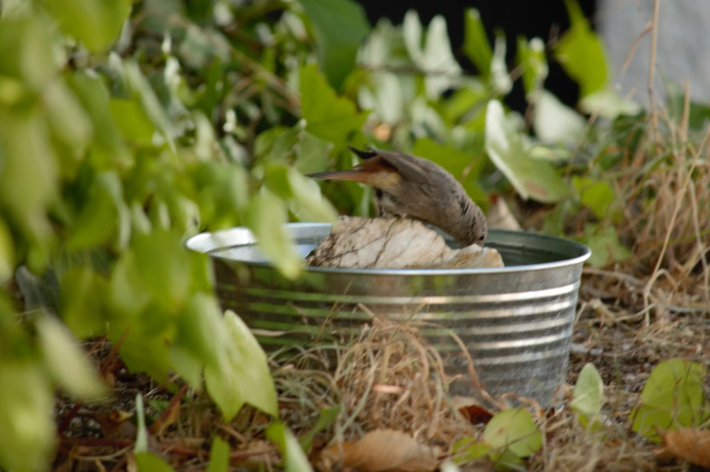 ¿Qué artilugios de apoyo para aves silvestres tienes en tu patio o jardín?