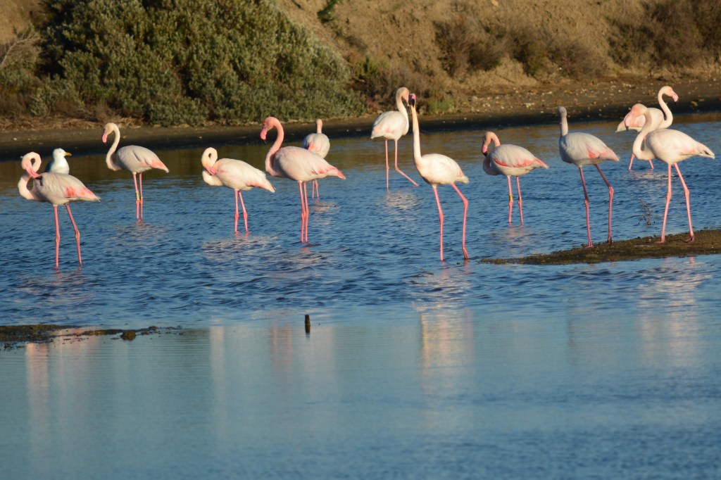 Toques rosados en los humedales de la Bahía de&nbsp;Cádiz