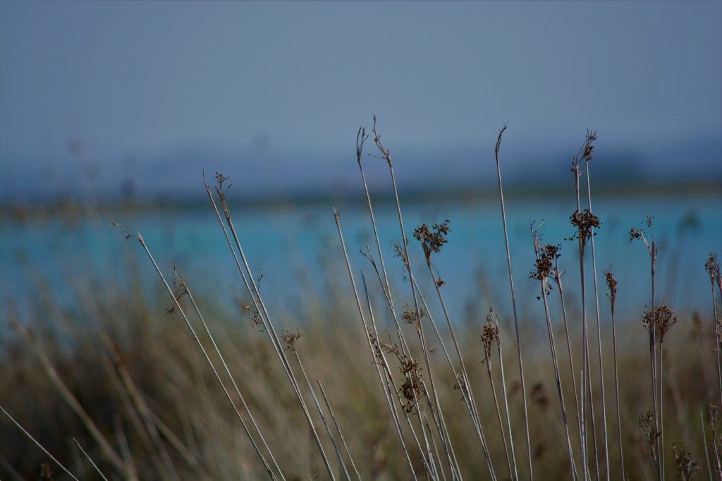 Juncos en los humedales del Parque Natural de la Bahía de&nbsp;Cádiz