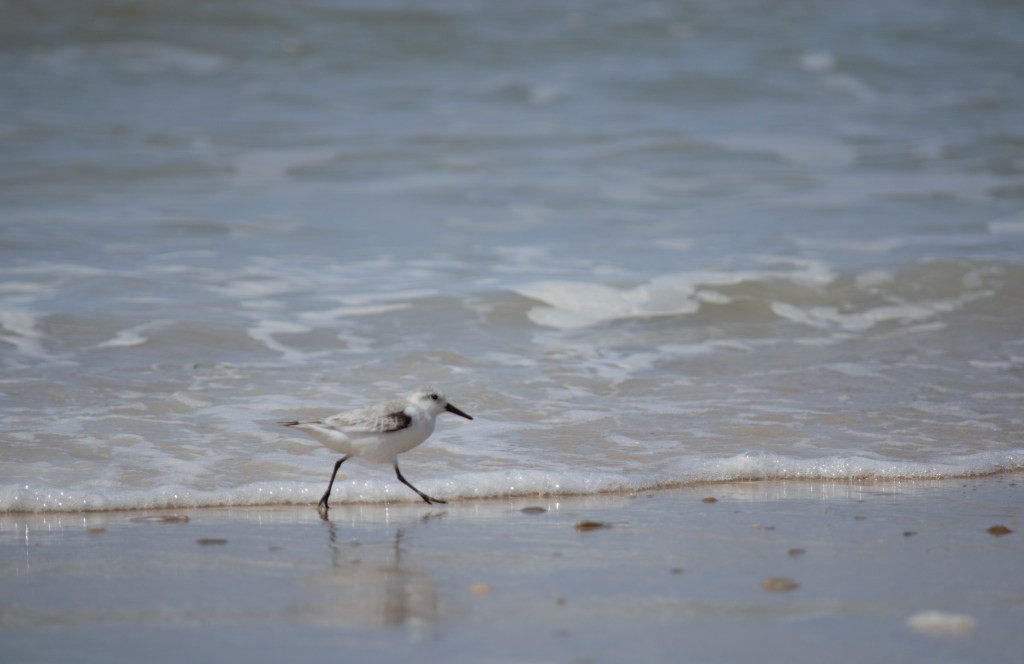 El «correlimos tridáctilo» a carrera veloz por la&nbsp;playa