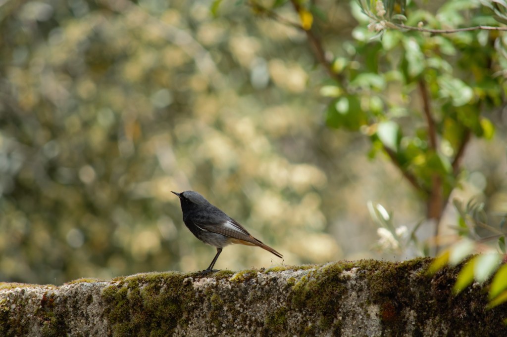 El «colirrojo tizón», un entrañable&nbsp;anfitrión