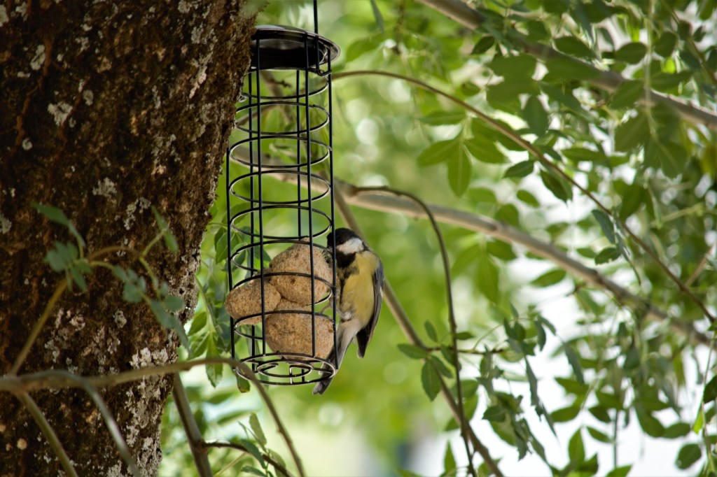 Al «carbonero común» le gusta visitar nuestro&nbsp;comedero